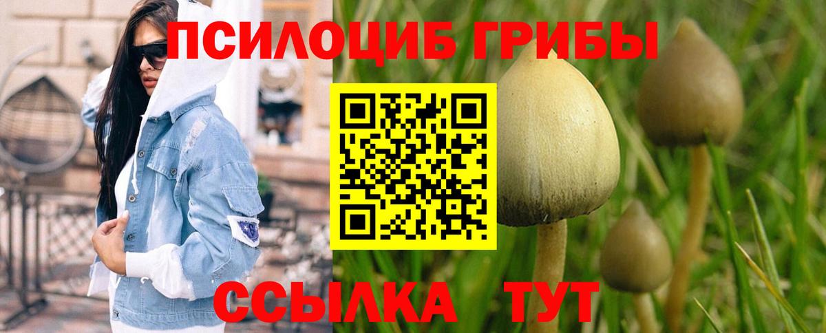 Псилоцибиновые грибы Psilocybe Киржач